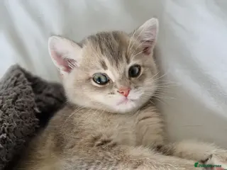 British Shorthair cats Reduced BritishShorthair🐾 Kittens🐾 - Advert 14