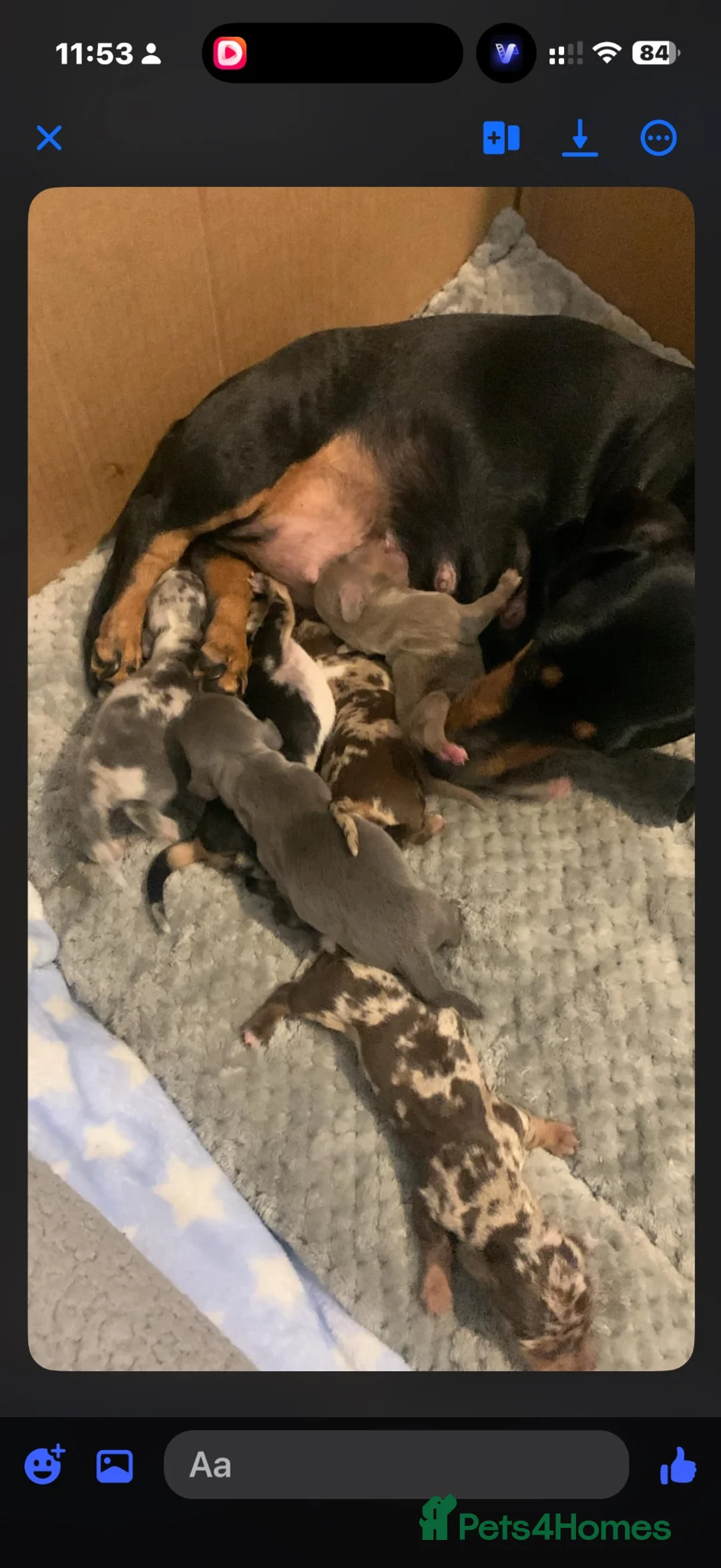 Miniature Dachshund dogs for sale: Miniature dachshund  - Advert 11