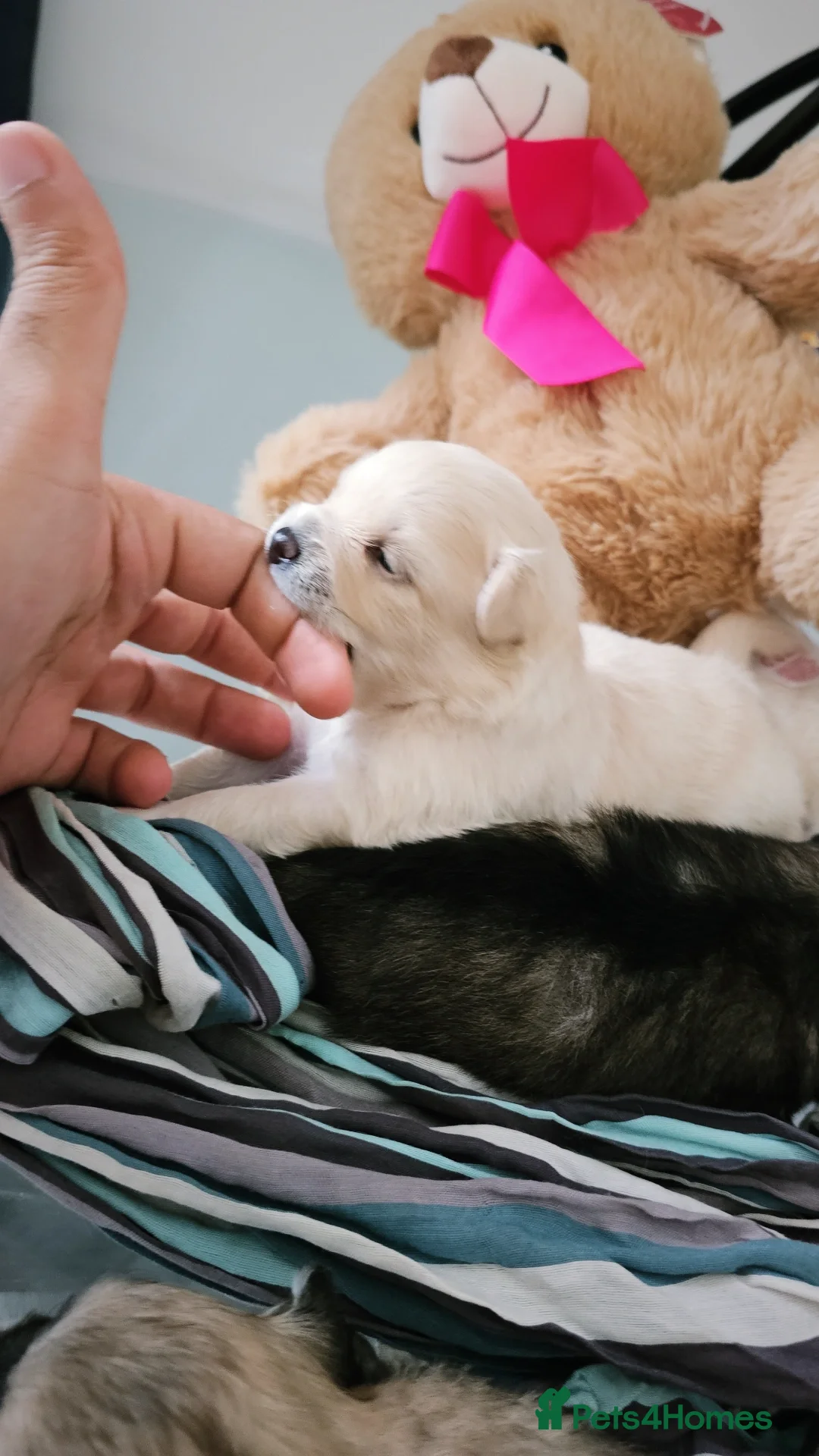 Pomeranian dogs for sale: Pomeranian puppies for loving and caring families  - Image 6