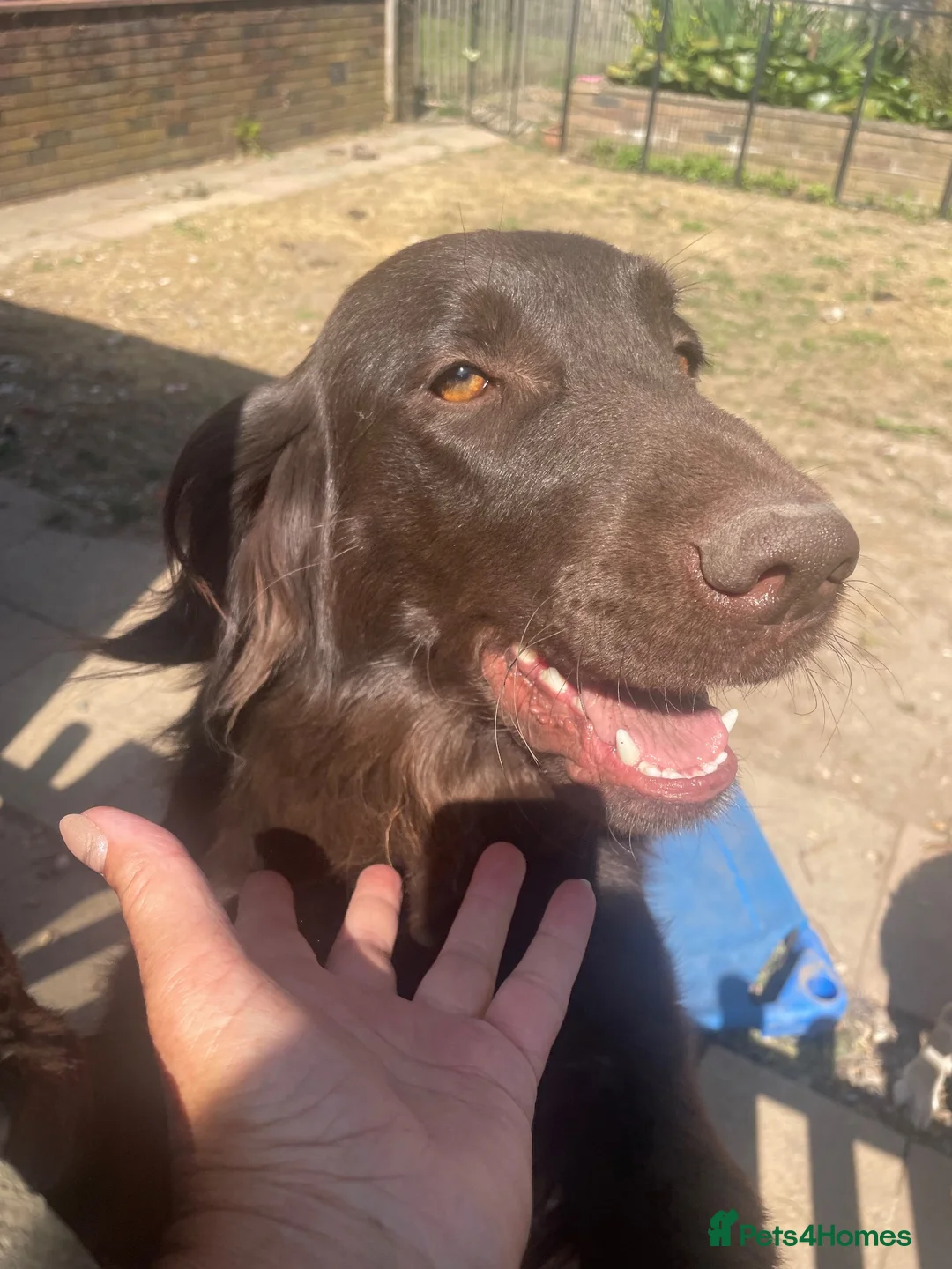 Mixed Breed dogs for sale: Stunning litter Flat coat x golden retriever  in Telford - Advert 2