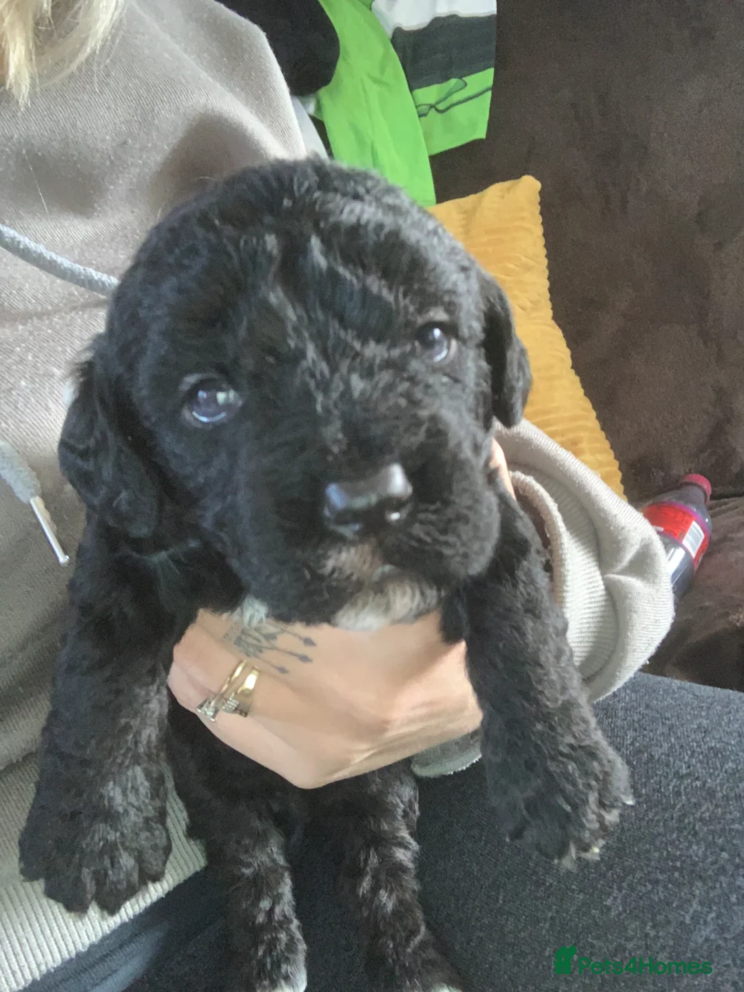 Mixed Breed dogs for sale: Cockapoo pups - Advert 5