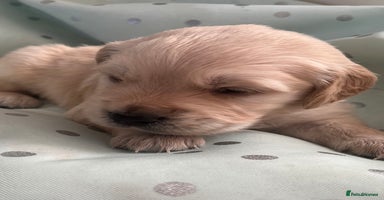 Golden Retriever dogs - Advert 7
