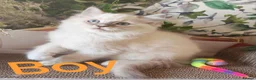 Ragdoll cats for sale: GCCF REGISTERED BEAUTIFUL RAGDOLLS KITTENS  - Advert 7
