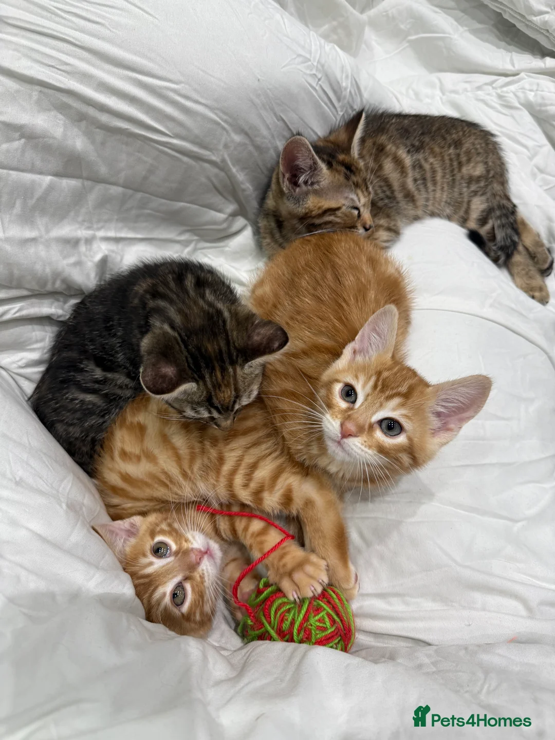 Mixed Breed cats for sale: cute tabby kittens - Advert 5