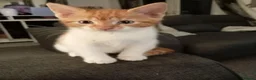 Mixed Breed cats for sale: Adorable kittens ready for forever/loving home - Advert 2