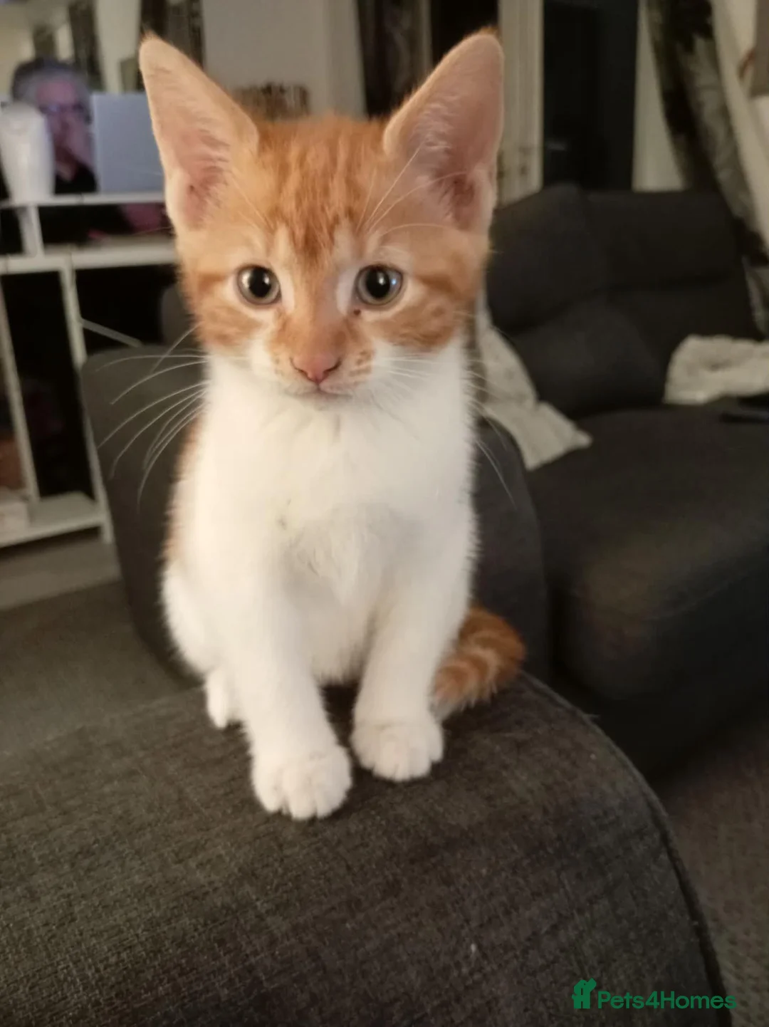Mixed Breed cats for sale: Adorable kittens ready for forever/loving home - Advert 2