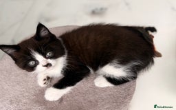 Persian cats for sale: Half Persian male  - Image 18