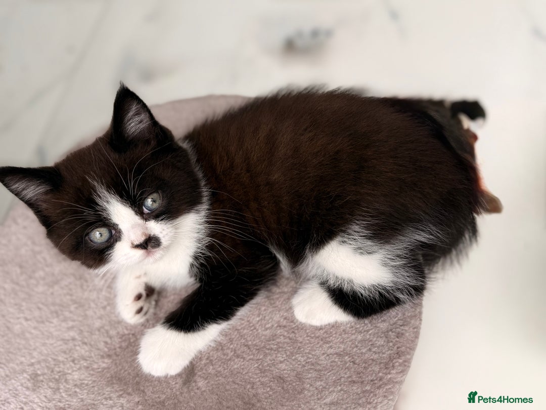 Persian cats for sale: Half Persian male  - Image 18