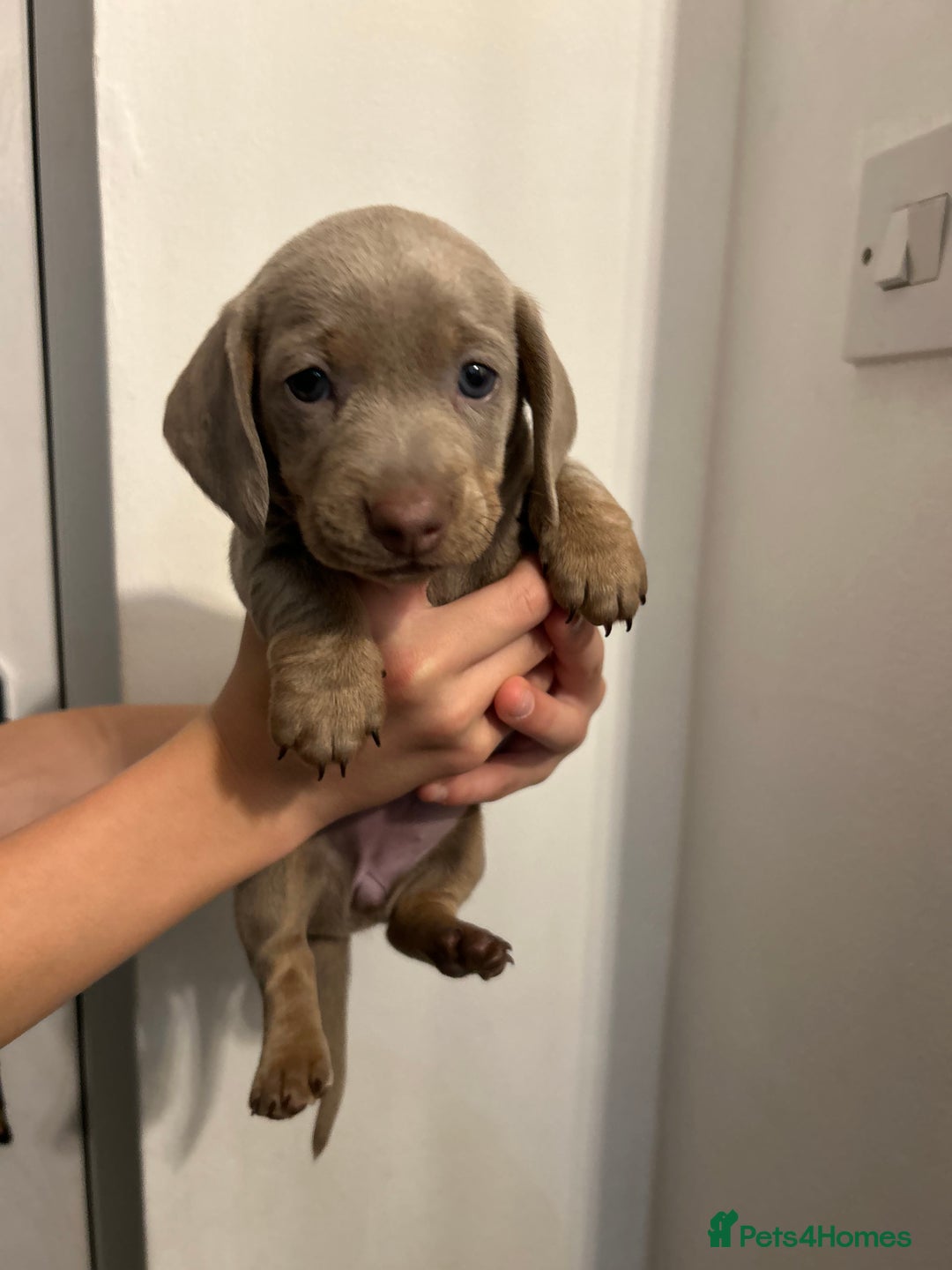 Dachshund dogs for sale: 5 stunning Dachshund puppies - Image 18