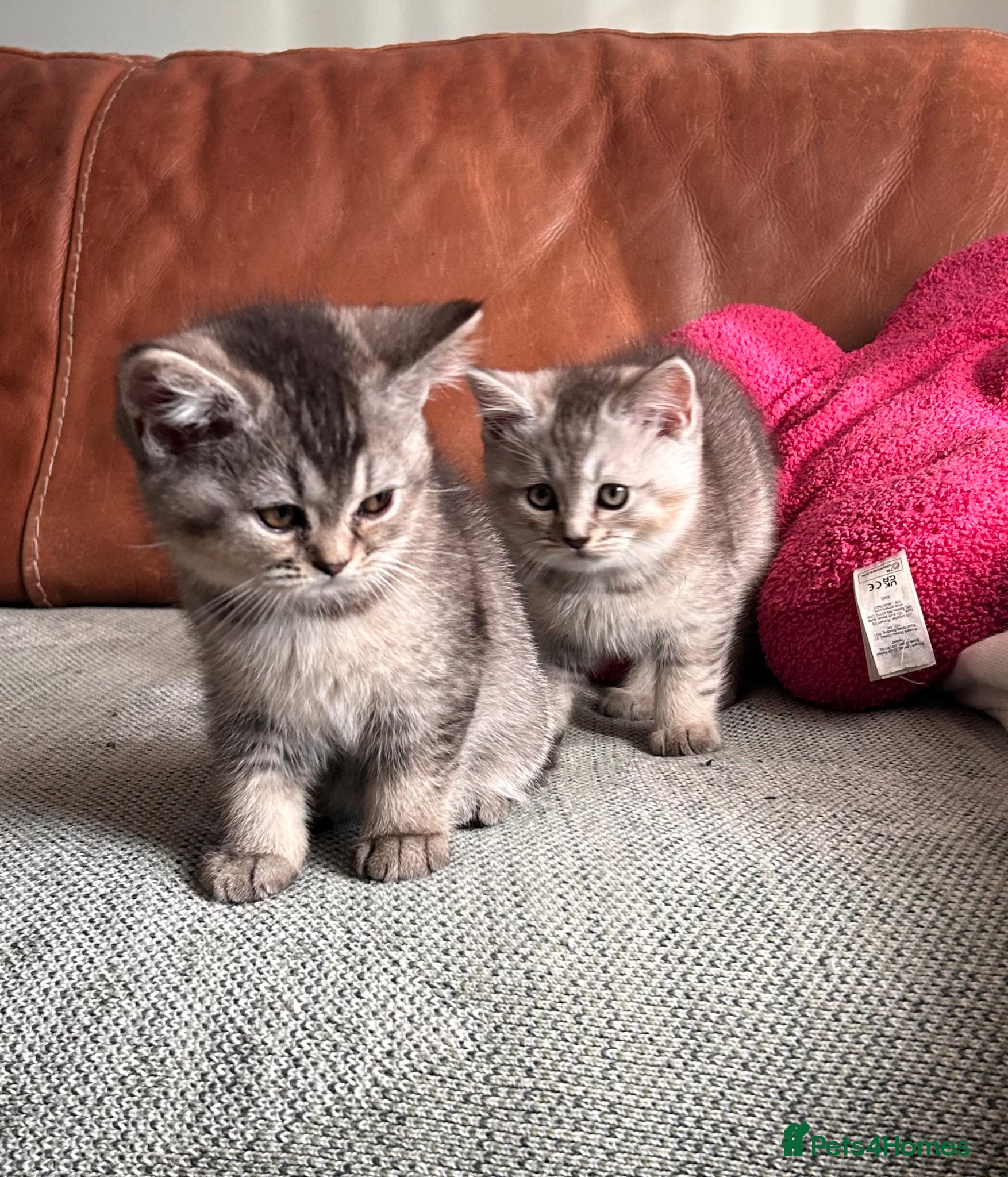 Scottish Fold cats Two little buddies looking for home - Advert 1