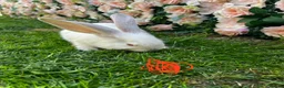 Continental Giant rabbits for sale: 4 mail continental Giants in Canterbury - Advert 3
