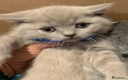 British Shorthair cats for sale: Full Pedigree stunning British Shorthair kittens  - Image 8