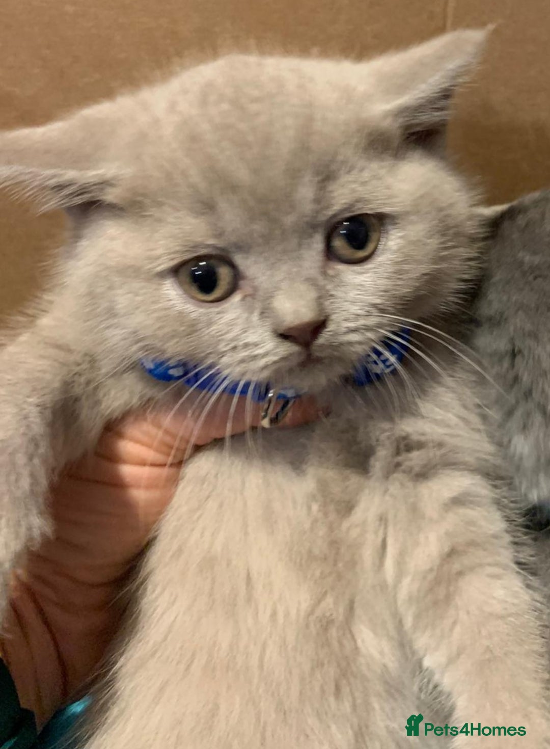 British Shorthair cats for sale: Full Pedigree stunning British Shorthair kittens  - Image 8