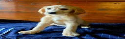 Labradoodle dogs for sale: Gold Labradoodle boy puppy - Advert 6