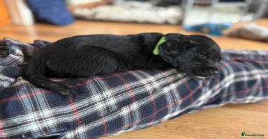 Mixed Breed dogs - Advert 13