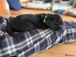 Mixed Breed dogs - Advert 13