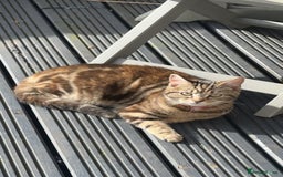 Domestic Shorthair cats for sale: Domestic short hair female - Image 1