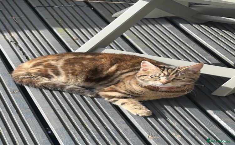 Domestic Shorthair cats - Advert 13