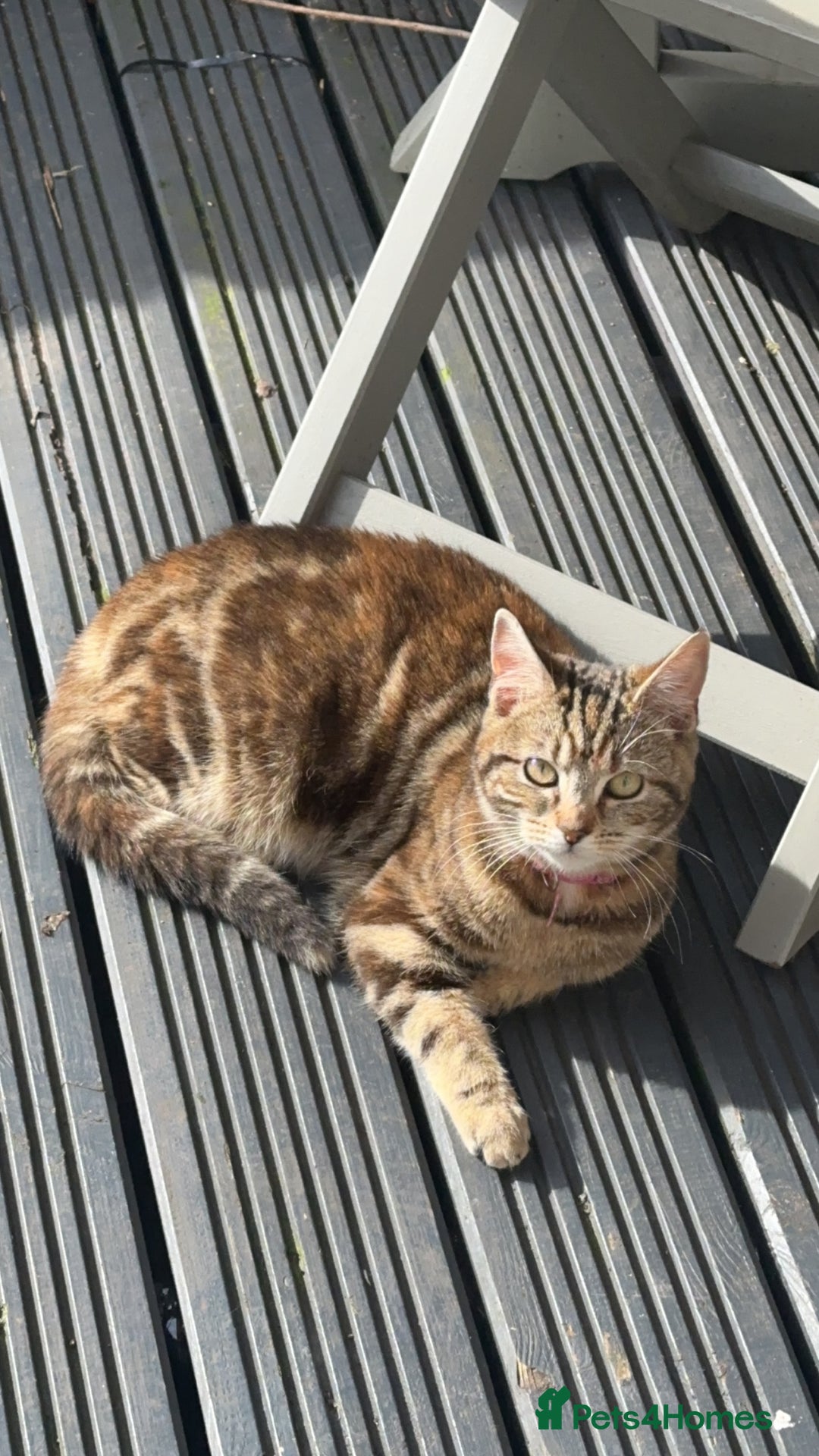 Domestic Shorthair cats for sale: Domestic short hair female - Image 1