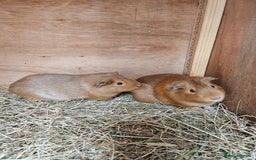Guinea Pig rodents for sale: Female guinea pig sisters - Image 1