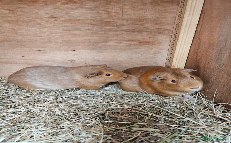 Guinea Pig rodents - Advert 2