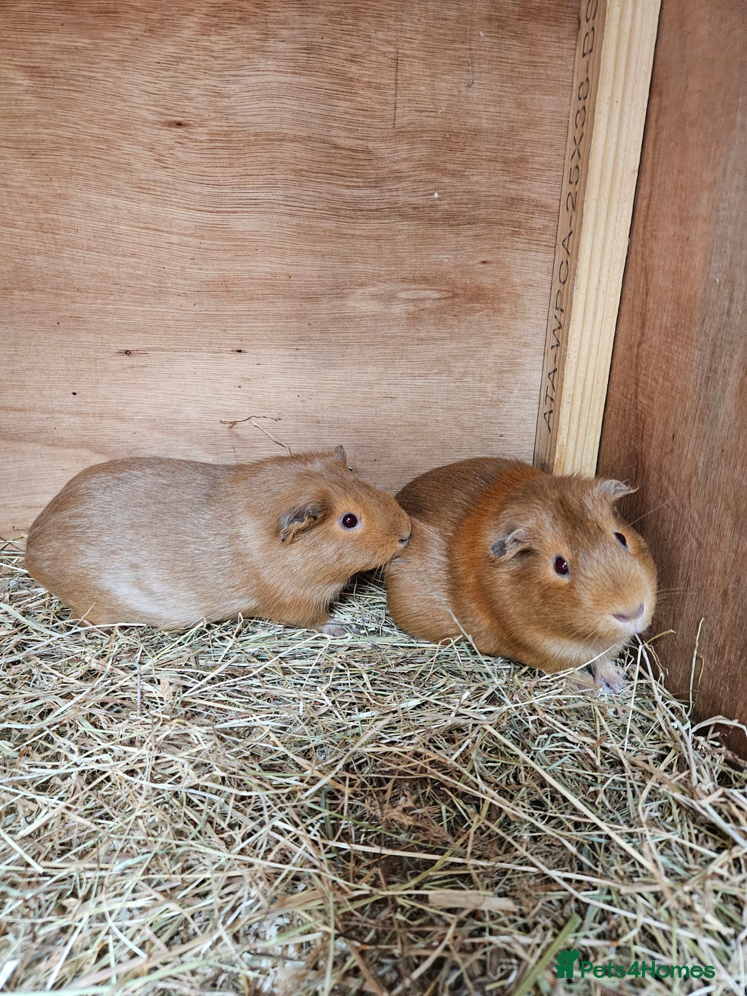 Guinea Pig rodents for sale: Female guinea pig sisters - Image 1