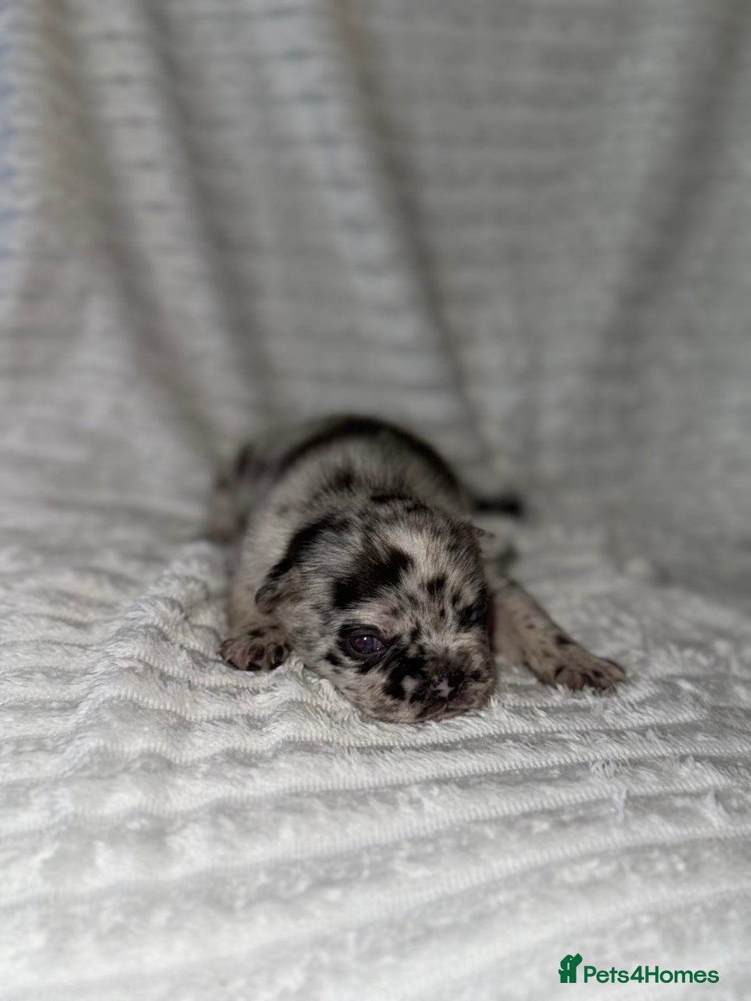 French Bulldog dogs for sale: Frenchie litter - Image 14