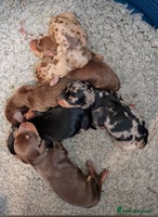 Miniature Dachshund dogs - Advert 2