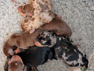 Miniature Dachshund dogs - Advert 23