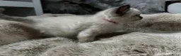 Ragdoll cats for sale: READY Sunday cute full ragdoll kittens 2 left - Advert 29