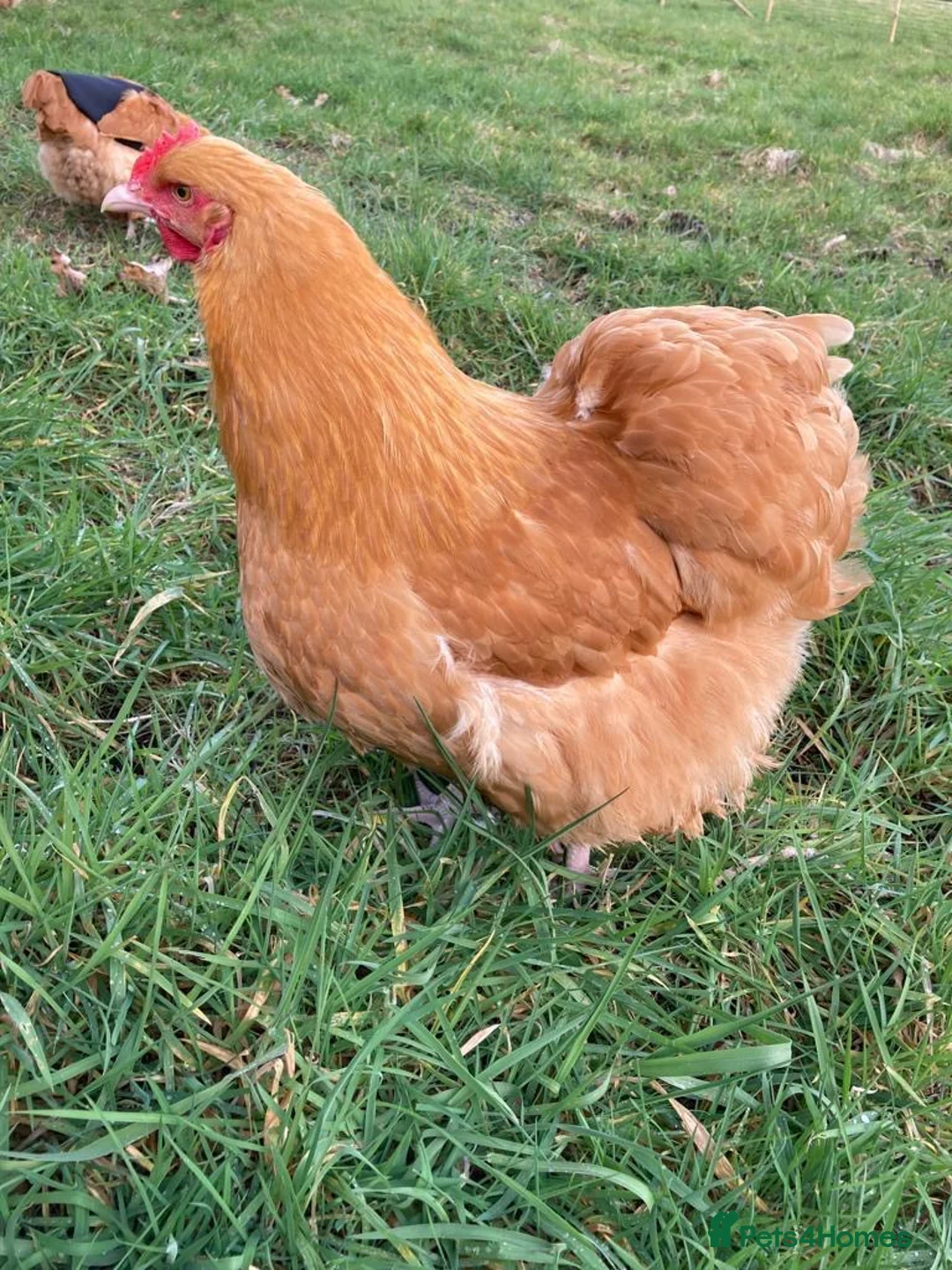 Chickens poultry for sale: White silkies and buff Orpingtons  - Advert 2