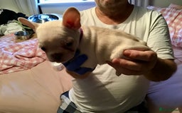 French Bulldog dogs for sale: French bulldog puppies  - Image 11