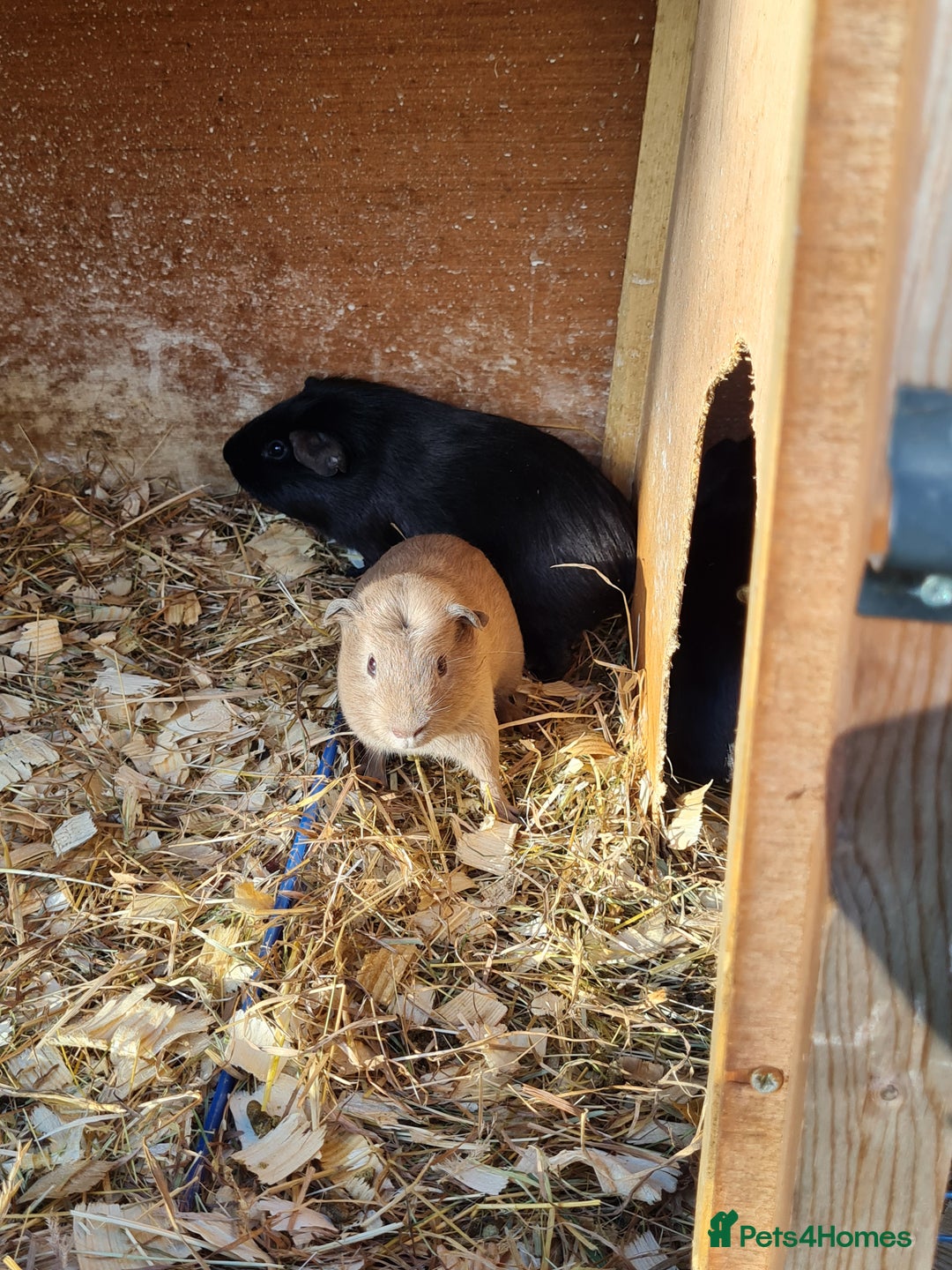Guinea Pig rodents for sale: Baby guinea pigs for sale - Advert 2