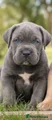Cane Corso Puppy 2