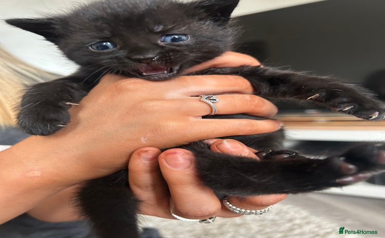 Mixed Breed cats - Advert 15
