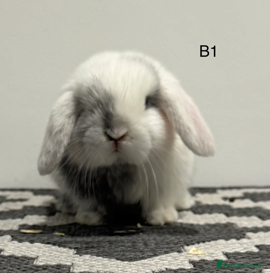 Mini Lop rabbits for sale: Pure bred Mini lops  in Bungay - Advert 2