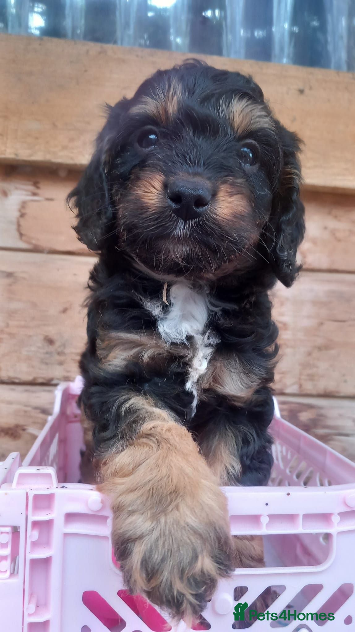 Cavapoo dogs  4 beautiful puppies with unique colours! - Advert 2