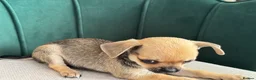 Chihuahua dogs for sale: Adorable Chihuahua Puppies - Advert 7