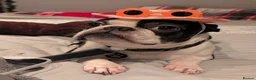 Boston Terrier dogs for stud: Harley - Boston Terrier - 7 Years Old in Stockton-on-Tees - Advert 16