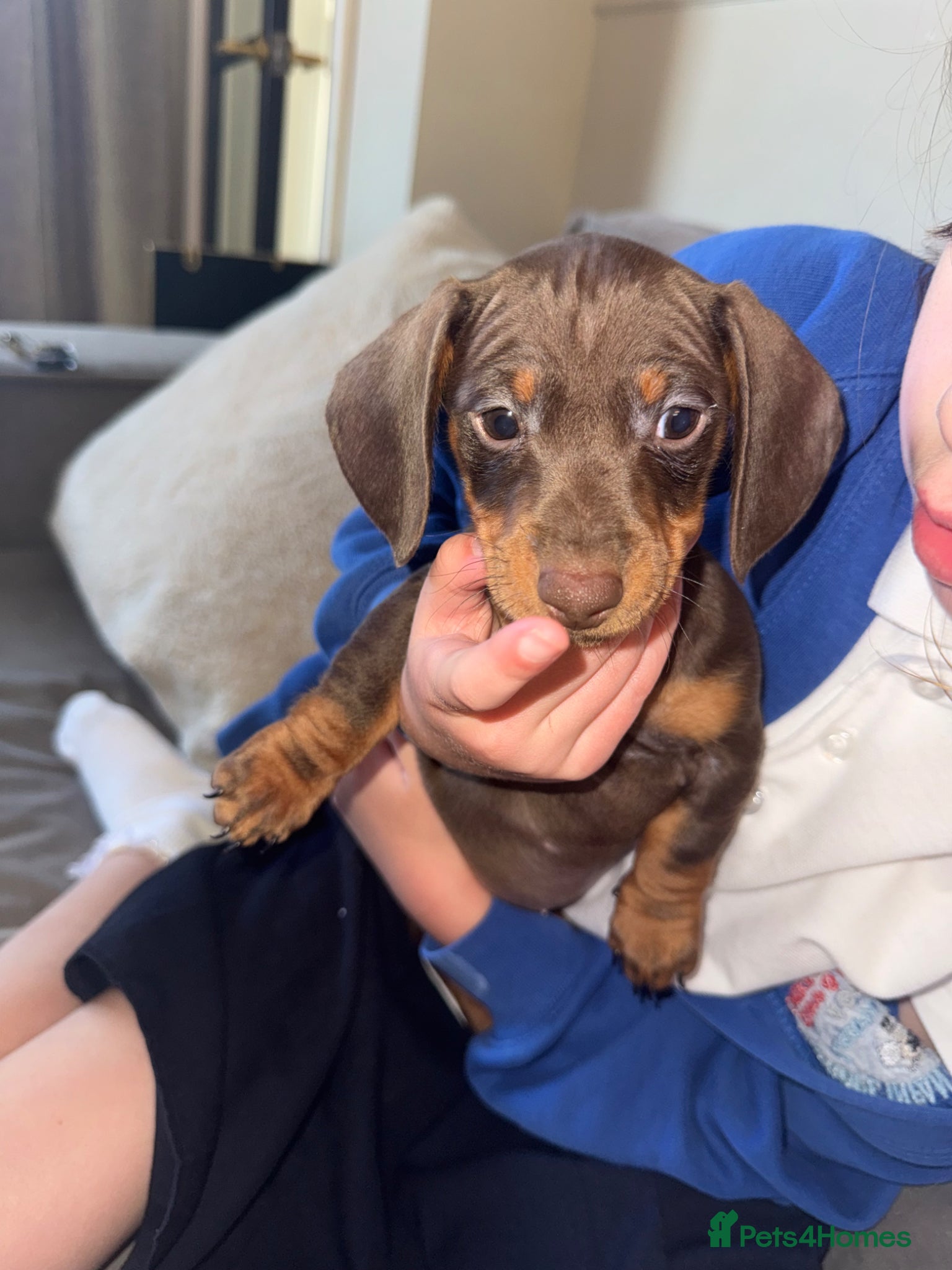 Dachshund dogs Miniature Dachshund GIRL READY TO LEAVE  - Advert 4