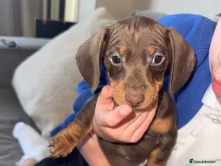 Dachshund dogs Miniature Dachshund GIRL READY TO LEAVE - Advert 4