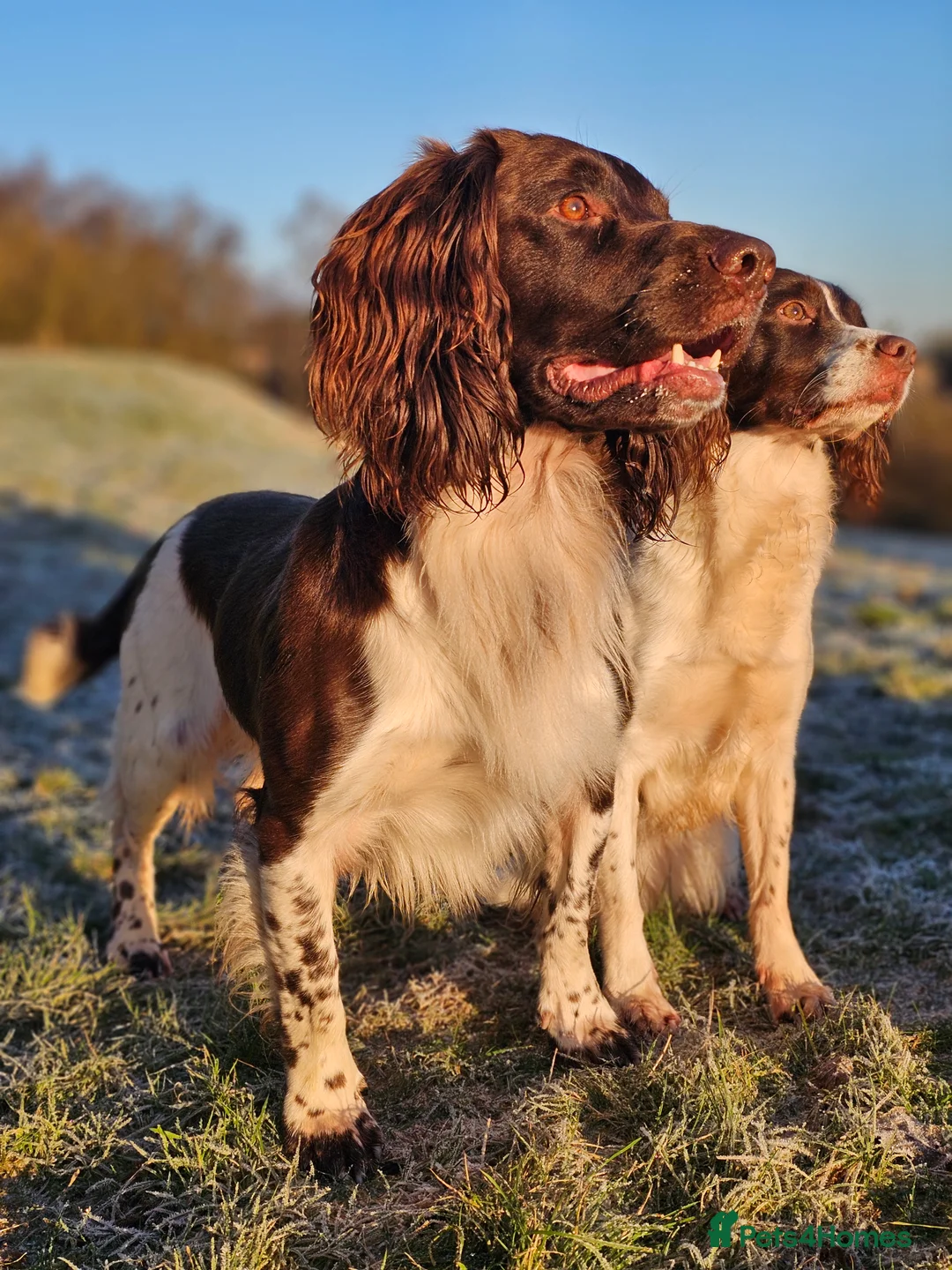English Springer Spaniel dogs for stud: English Springer Spaniel Stud in Derby - Advert 30