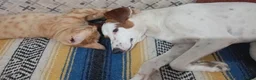 Mixed Breed dogs for adoption: Leo’s  just a young dog  🐶🐾 - Advert 13