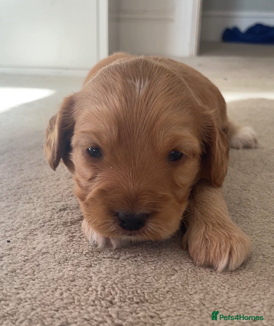 Cockapoo dogs 5⭐️Cockapoo Apricot, Red. Clear genetics & Health - Advert 1