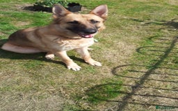 German Shepherd dogs for sale: german shepherd  - Image 1