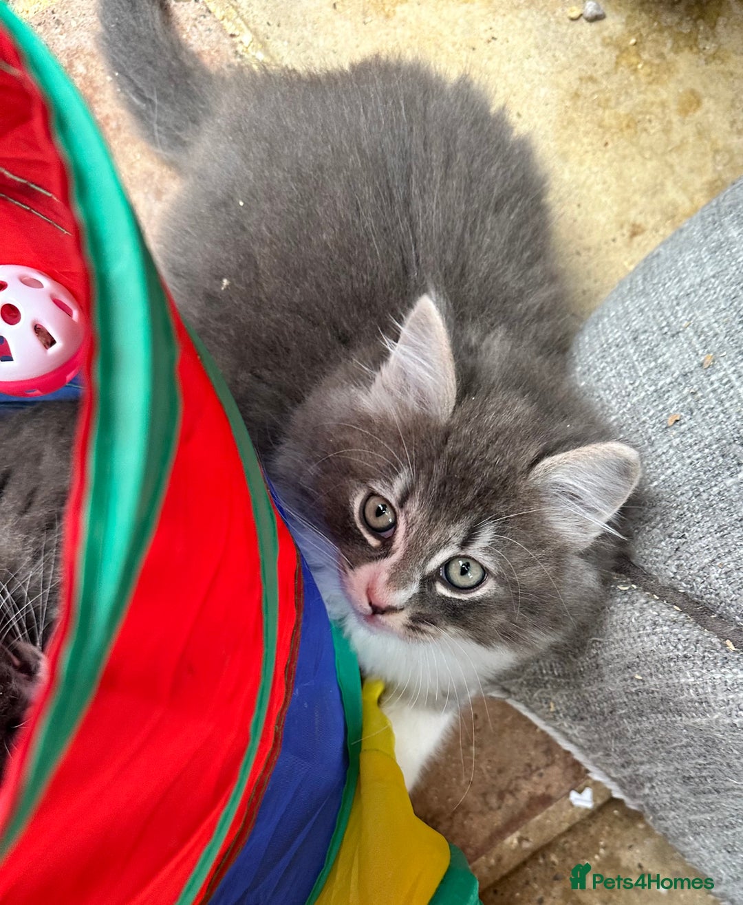 Norwegian Forest Cat cats for sale: 7 Exceptionally beautiful Norwegian Forest kittens - Advert 18