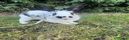 Dutch rabbits for sale: Dutch x old English male rabbit  in Doncaster - Advert 8