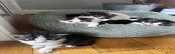 Mixed Breed cats for sale: Gorgeous Mixed Kittens For Sale - Advert 1