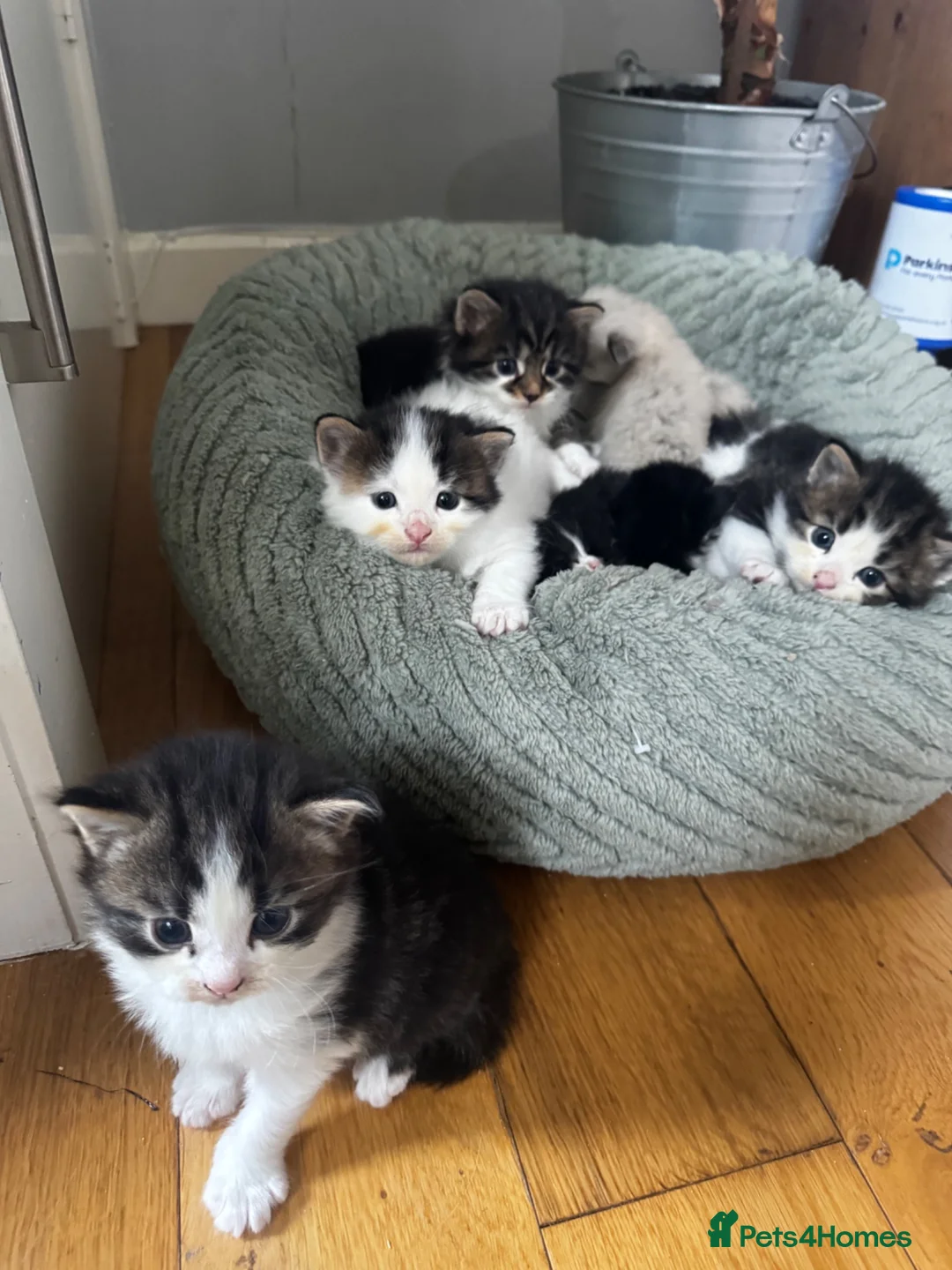 Mixed Breed cats for sale: Gorgeous Mixed Kittens For Sale - Advert 1