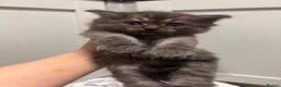 Mixed Breed cats for sale: Fluffy kittens - Advert 6